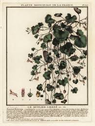 Attēlu rezultāti vaicājumam “Cymbalaria muralis leaf”