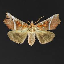 Attēlu rezultāti vaicājumam “Scoliopteryx libatrix”