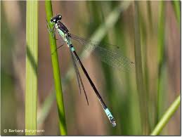 Attēlu rezultāti vaicājumam “Coenagrion armatum male”