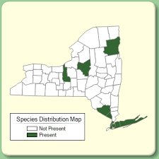 Attēlu rezultāti vaicājumam “Eleocharis uniglumis leaf”