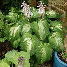 Image result for Hosta Warpaint