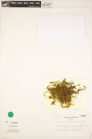 Attēlu rezultāti vaicājumam “Scorpidium cossonii”