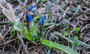 Attēlu rezultāti vaicājumam “Scilla siberica bud”