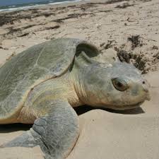 Image result for Lepidochelys kempii
