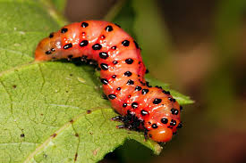 Attēlu rezultāti vaicājumam “Argidae larva”