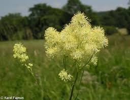 Attēlu rezultāti vaicājumam “Thalictrum lucidum”