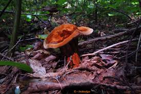 Attēlu rezultāti vaicājumam “Hydnellum sp.”