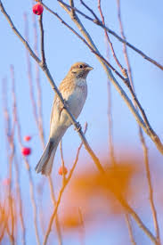 Image result for Emberiza leucocephalos