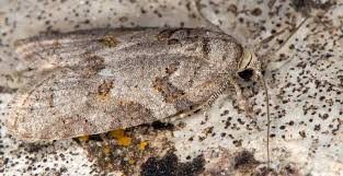 Attēlu rezultāti vaicājumam “Eana incanana”