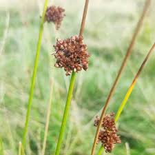Attēlu rezultāti vaicājumam “Juncus conglomeratus fruit”