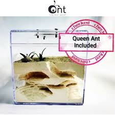 Image result for ytong ants