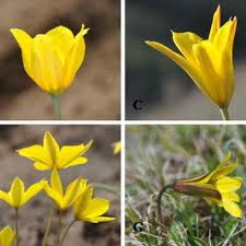 Attēlu rezultāti vaicājumam “Tulipa sylvestris fruit”