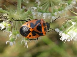 Attēlu rezultāti vaicājumam “Eurydema dominulus imago”