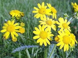 Attēlu rezultāti vaicājumam “Senecio vernalis bud”