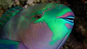 Image result for Scarus fuscopurpureus