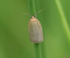 Attēlu rezultāti vaicājumam “Aphelia paleana larva”