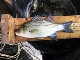 Image result for Morone chrysops