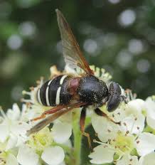 Attēlu rezultāti vaicājumam “Sericomyia lappona”