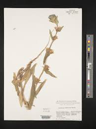 Image result for Campanula moesiaca