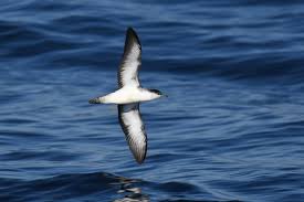 Image result for Puffinus puffinus