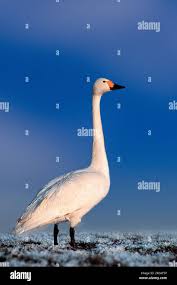 Attēlu rezultāti vaicājumam “Cygnus columbianus”