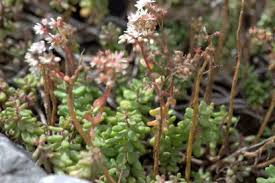 Attēlu rezultāti vaicājumam “Sedum album leaf”