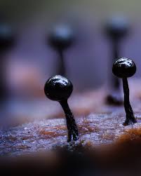 Attēlu rezultāti vaicājumam “Cribraria sp.”