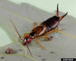 Attēlu rezultāti vaicājumam “Forficula auricularia”