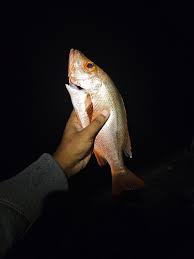 Image result for Lutjanus mahogoni