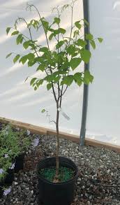 Attēlu rezultāti vaicājumam “Cladrastis kentukea”