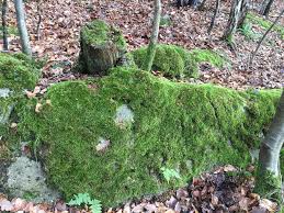 Attēlu rezultāti vaicājumam “Dicranodontium denudatum”