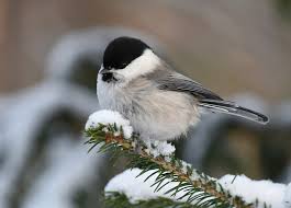 Attēlu rezultāti vaicājumam “Poecile montanus”