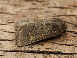 Attēlu rezultāti vaicājumam “Tholera cespitis”