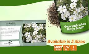 Attēlu rezultāti vaicājumam “Gypsophila fastigiata bud”