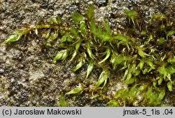 Attēlu rezultāti vaicājumam “Homomallium incurvatum”