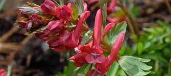 Attēlu rezultāti vaicājumam “Corydalis solida flower”