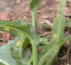 Attēlu rezultāti vaicājumam “Sonchus arvensis subsp. uliginosus leaf”