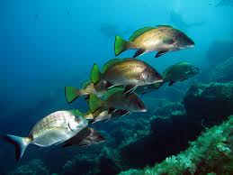 Image result for Sciaena umbra