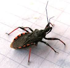 Attēlu rezultāti vaicājumam “Rhynocoris annulatus imago”