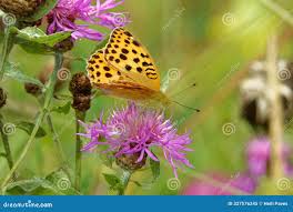 Attēlu rezultāti vaicājumam “Argynnis laodice male”