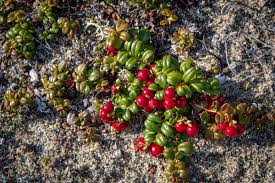 Attēlu rezultāti vaicājumam “Oxycoccus microcarpus leaf”