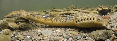 Image result for Petromyzon marinus