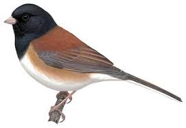 Image result for Junco hyemalis
