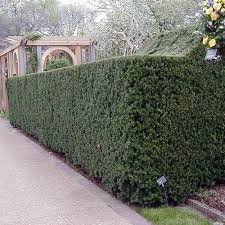 Attēlu rezultāti vaicājumam “Taxus”