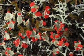 Attēlu rezultāti vaicājumam “Cladonia coccifera”