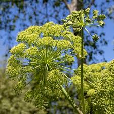 Attēlu rezultāti vaicājumam “Angelica archangelica”