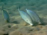 Image result for Pseudocaranx dentex