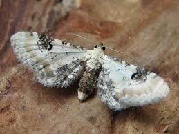 Attēlu rezultāti vaicājumam “Eupithecia centaureata”