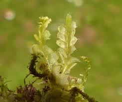 Attēlu rezultāti vaicājumam “Lophocolea bidentata”