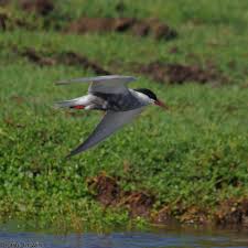 Attēlu rezultāti vaicājumam “Chlidonias hybrida”